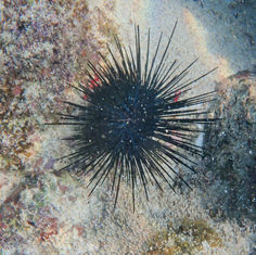 Needle Sea Urchin (Diadema mexicanum)