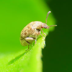 Pea and Bean Weevil (Genus Acanthoscelides)