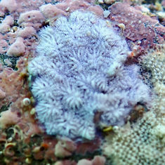 Disporella (Genus) Bryozoan