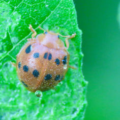 Southern Squash Lady Beetle (Epilachna tredecimnotata)