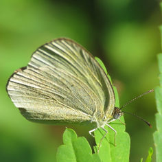 Barred Yellow (Eurema daira)
