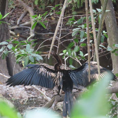 Anhinga (Anhinga anhinga)