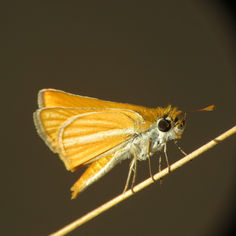 Southern Skipperling (Copaeodes minima)