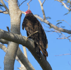 Turkey Vulture (Cathartes aura)
