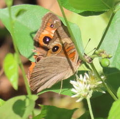 West Indian Mangrove Buckeye (Junonia neildi)
