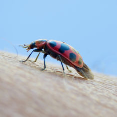 Spotted Pink Lady Beetle 