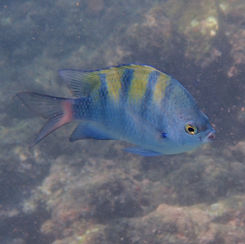 Panamic Sergeant Major (Abudefduf troschelii)