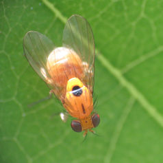 Neogriphoneura timida - Lauxaniid Fly
