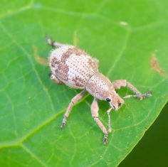 Tribe Eudiagogini