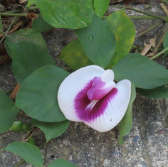Centrosema plumieri