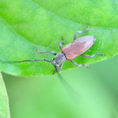 Cymatonycha castanea Flat-faced Lnghorn Beetle