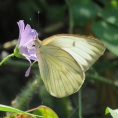 Great Southern White (Ascia monuste)