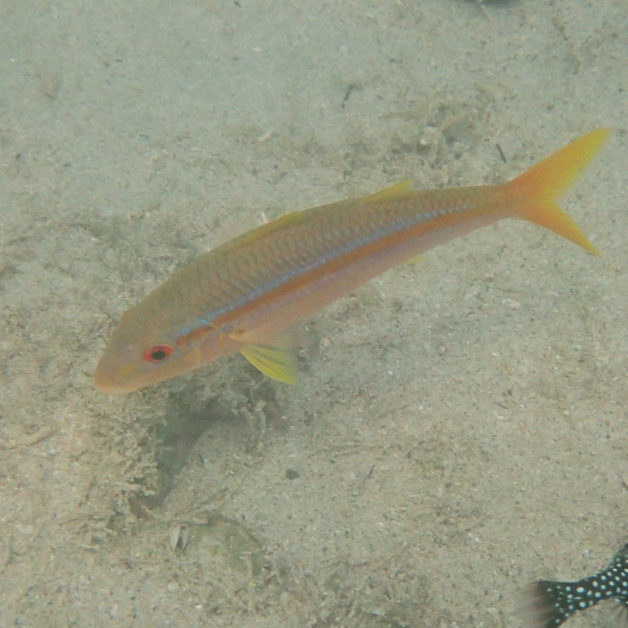 Fish of Zihuatanejo, Mexico