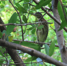 Green Heron (Butorides virescens)