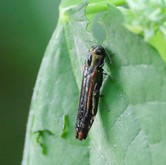 Agrilus catherinae