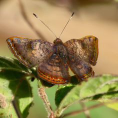 Red-Bordered Metalmark (Caria ino)