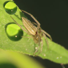Eustala Orbweaver Spider