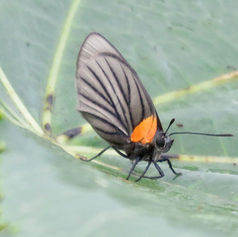 Ipidecla miadora