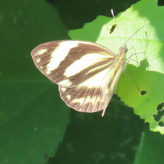 Painted White (Pieriballia viardi)