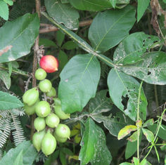 Bread and Cheese Plant (Paullinia pinnata)