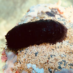 Sea Cucumber (Unknown) - Holothuria (Genus)