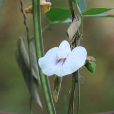 Sentro (Centrosema pubescens)