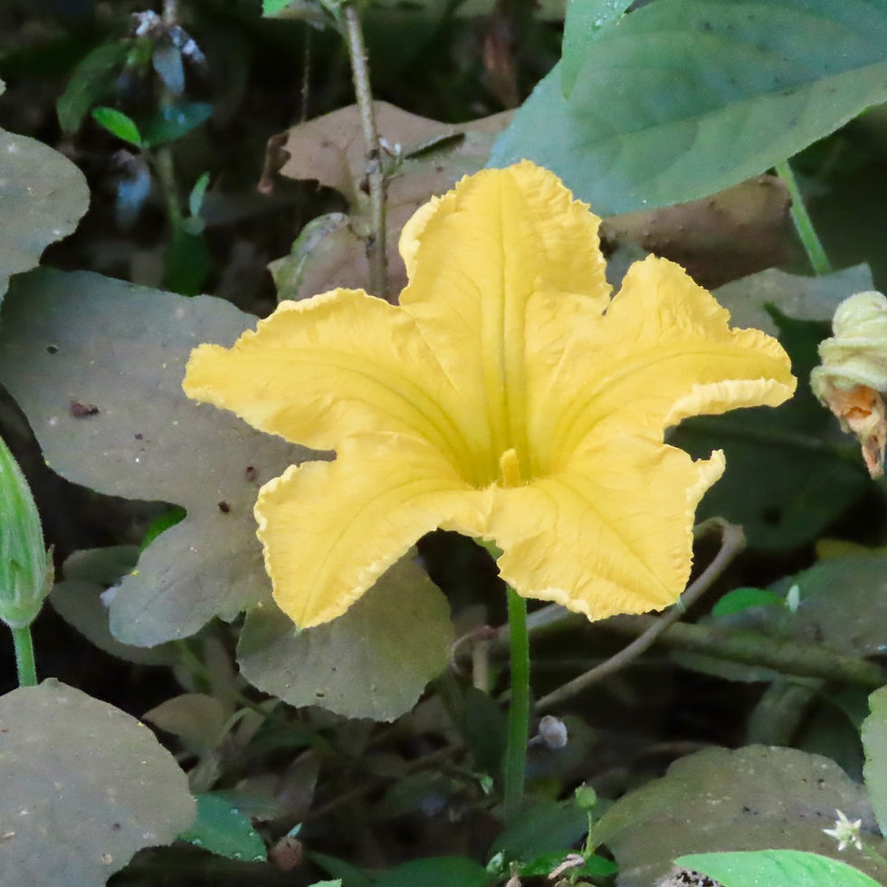 Begonias, Gourds, and Allies