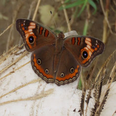 Pacific Mangrove Buckeye (Junonia pacoma)