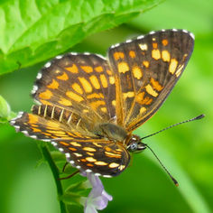 Theona Checkerspot (Chlosyne theona)