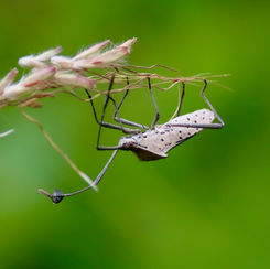 Chariesterus alternatus
