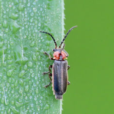 Silini Soldier Beetle