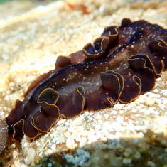 Pseudoceros (Genus) Flatworms