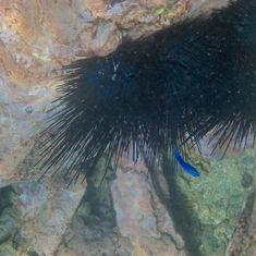 Needle Sea Urchin (Diadema mexicanum)