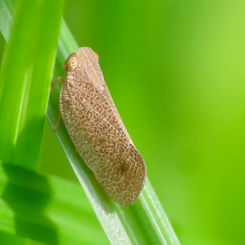 Bladina Planthopper