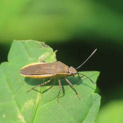 Catorhintha selector