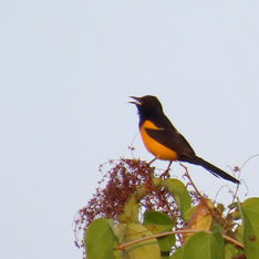 Black-vented Oriole (Icterus wagleri)