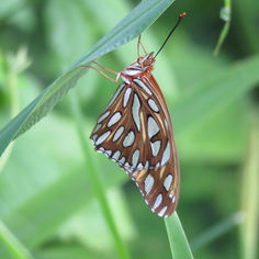 Gulf Fritillary (Agraulis vanillae)