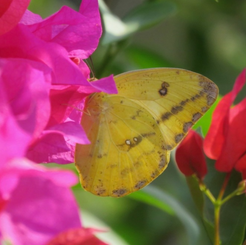 Large Orange Sulphur (Phoebis agarithe)