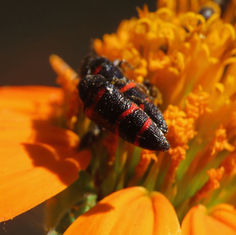 Acmaeodera trizonalis