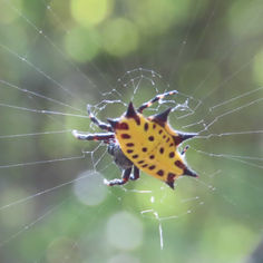 Spinybacked Orbweaver (Gasteracantha cancriformis)