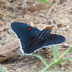 Guava Skipper (Phocides polybius)