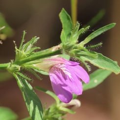 Runyon's Water Willow (Justicia runyonii)