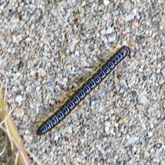 Greenhouse Millipede (Oxidus gracilis)