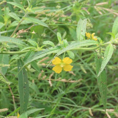 Mexican Primrose-Willow (Ludwigia octovalvis)