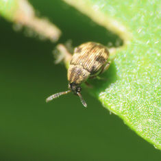 Pea and Bean Weevil (Genus Acanthoscelides)