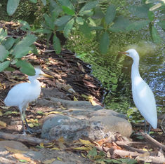 Western Cattle-Egret (Ardea ibis)