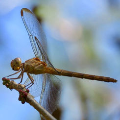 Black-winged Dragonlet (Erythrodiplax funerea)