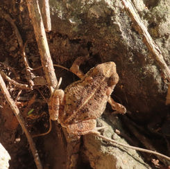 Marbled Toad (Incilius marmoreus)