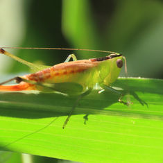 Lesser Meadow Katydid (Genus Conocephalus)