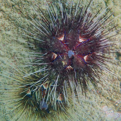 Pin Cushion Sea Urchin (Astropyga pulvinata)